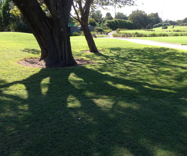 manly golf course nsw shaded area