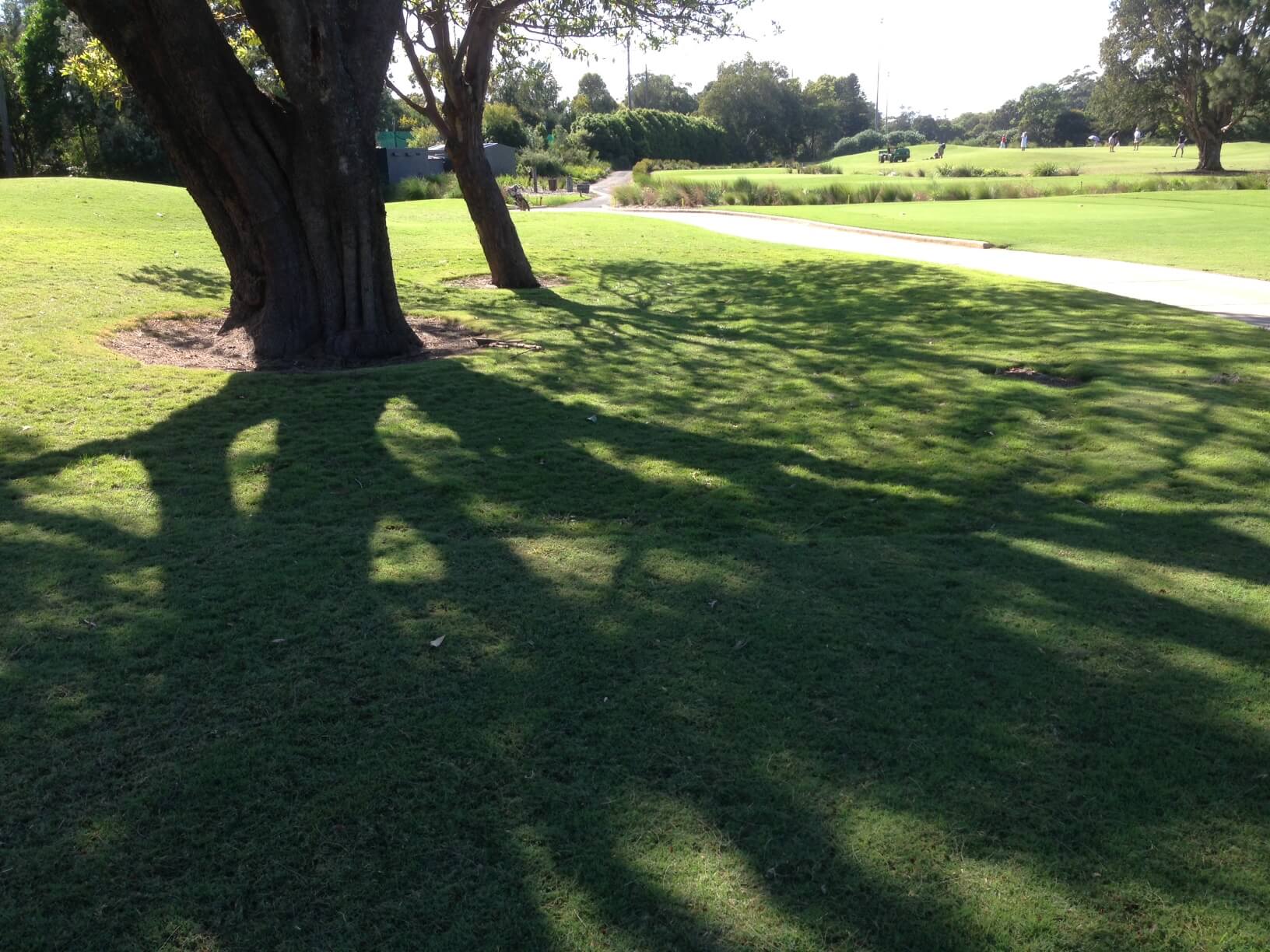 manly golf club shaded area